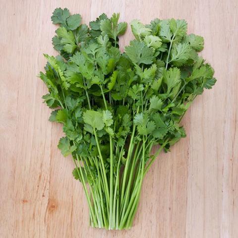 Cilantro Santo, bundle of green leaves with stems
