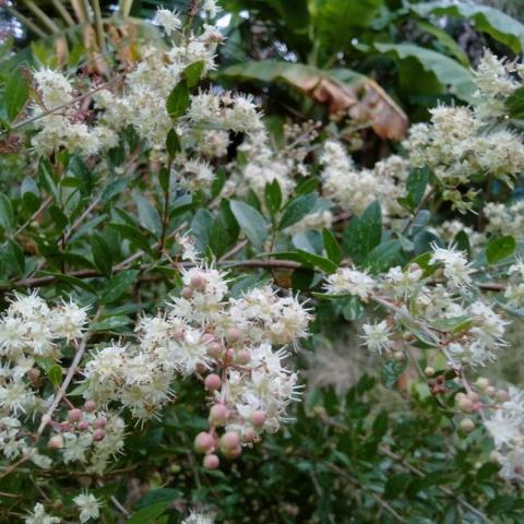 Lawsonia inermis, funky white fuzzy flowers