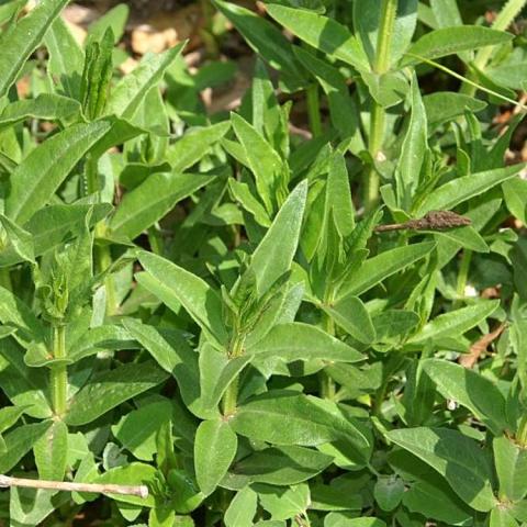 Rubia tinctorum, green plant