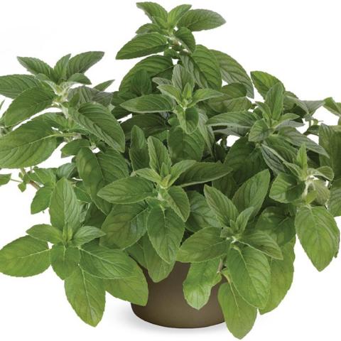 Mentha Hillary's Sweet Lemon, green verdant plant