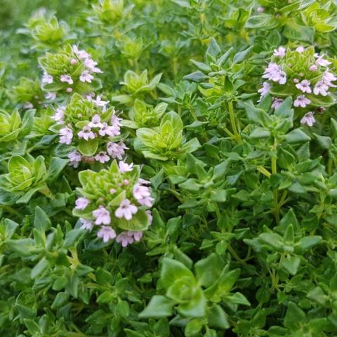 Thymus Rose, green leaves with light pink flowers rising above