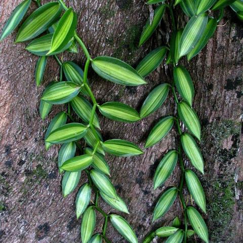 Vanilla planifolia, green alternating pointed pods down stems
