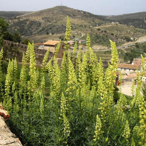 Reseda luteola, tall pointed plants beginning to bloom with light yellow spires