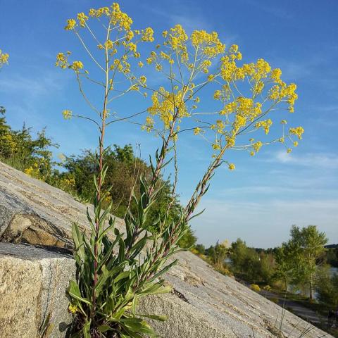 Isatis tinctoria, woad - weedy looking green plant with yellow flowers at the top