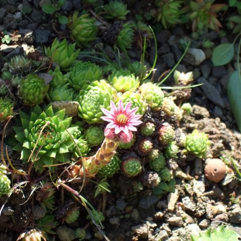 Jovibarba arenaria, miniature succulents like little hen and chicks