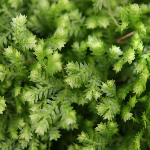 Selaginilla Aurea, yellow green ferny foliage