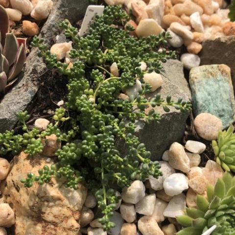 Sedum album chloroticum, small green succulent