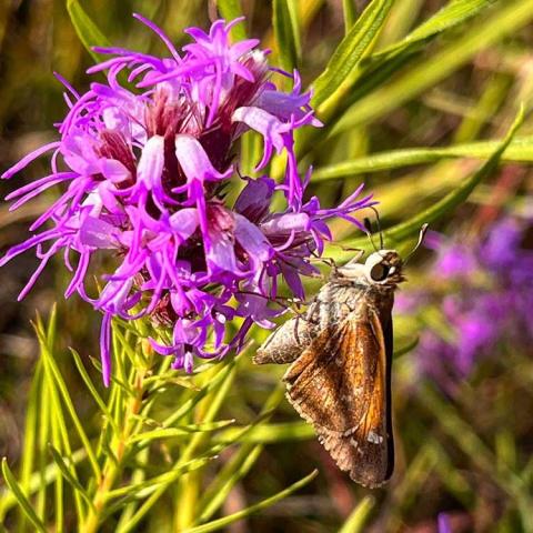 Liatris punctata purple flowers close up with a large sphinx moth feeding