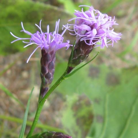 Liatris cylindraea, small lavender mophead flowers on narrow stiff stem