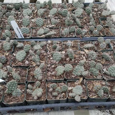 Opuntia Pony, round gray-green thorny pads