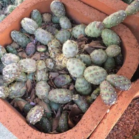 Opuntia Potato, tiny cactus that looks like linked potatoes