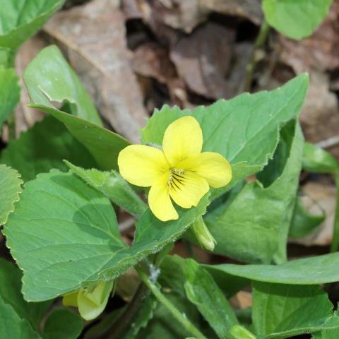 Viola pubescens, yellow violet with green leaves