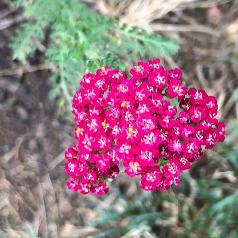 Achillea New Vintage Red, pinkish red flat flower cluster