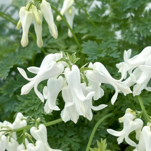 Dicentra Amore Titanium, white bleeding heart flowers