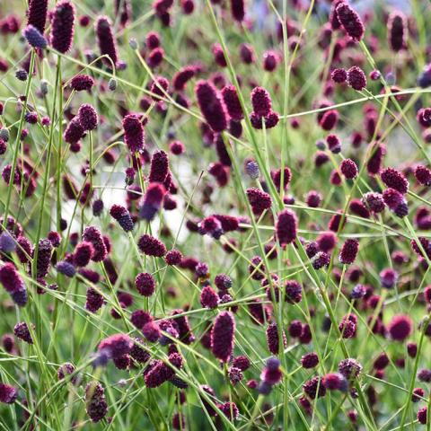 Sanguisorba Plum Drops, dark red-purple bottlebrushes on airy stems