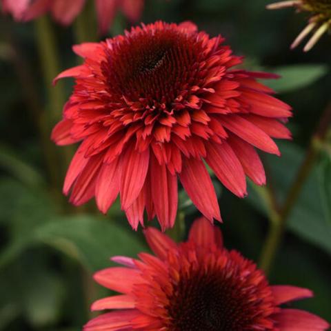 Echinacea Double Scoop Raspberry Deluxe, dark pink coneflower with large double center