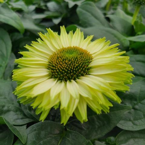 Echinacea Sunseekers Green Apple, coneflower with horizontal green petals