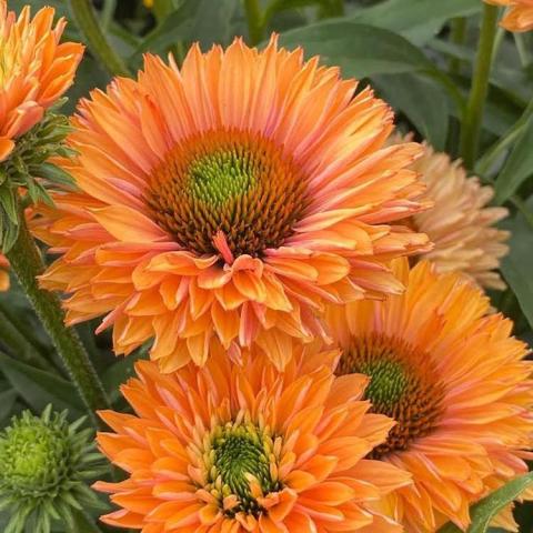 Echinacea Sunseekers Pumpkin Pie, coneflower with double orange petals