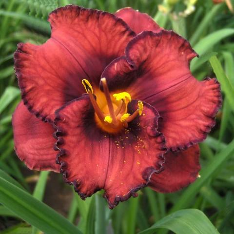 Hemerocallis Berrylicious, dark red petals with darker edges