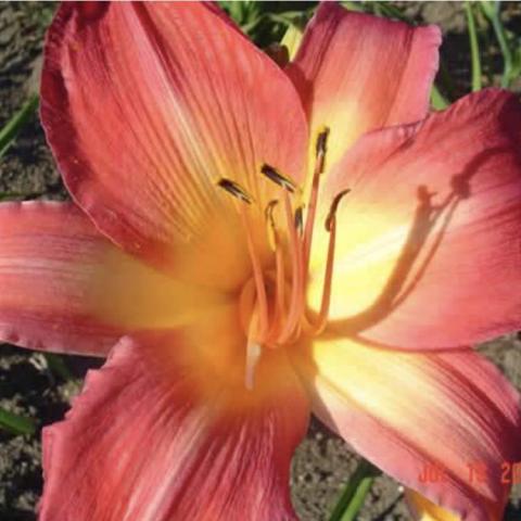 Hemerocallis Chipper Cherry, reddish flower with a light gold throat