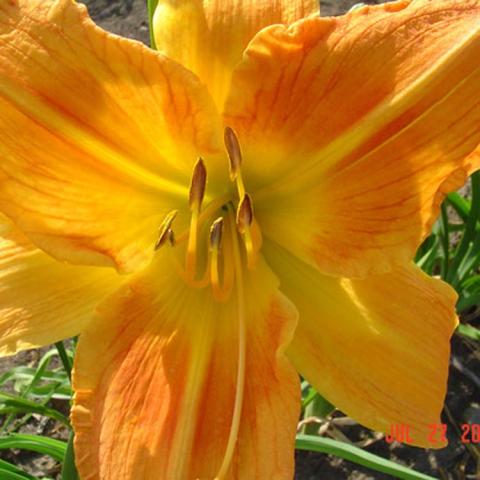 Hemerocallis Copper Kettle Hager, gold flower brushed with burnt orange