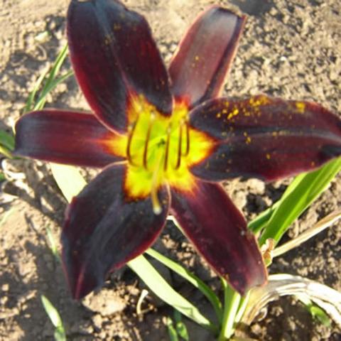 Hemerocallis Crawley Crow, almost black flower with a green throat