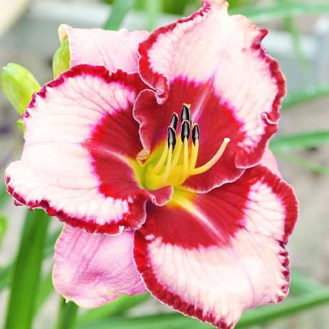 Hemerocallis Lies and Lipstick, white petals with lipstick-red center and edges, green eye