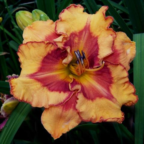 Hemerocallis Pointed Perfections, two-tone orange daylily with pointed petals