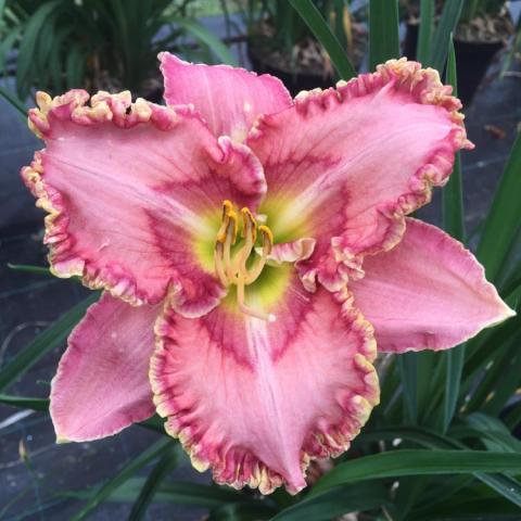 Hemerocallis Princess Tutu, two-tone pink daylily with crimped edges and a green throat