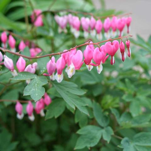 Dicentra spectabilis, pink heart-shaped flowers
