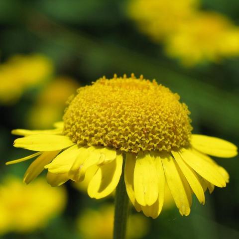 Anthemis tinctoria, yellow daisy with short petals and domed center