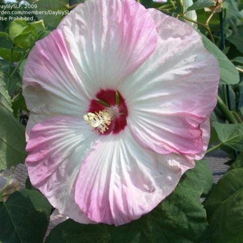 Hibiscus Disco Belle Pink, huge flat white flower with five light pink blushes and a red eye