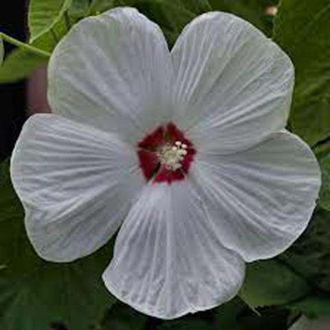 Hibiscus Disco Belle White, huge white flat-faced flower with a white eye