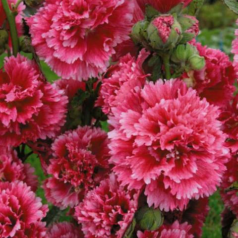 Alcea Fiesta Time, double dark pink ragged edge flowers