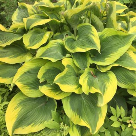 Hosta Atlantis, green leaves with yellow edges