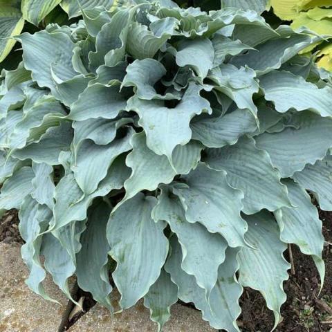 Hosta Dancing with Dragons, long blue green leaves, 