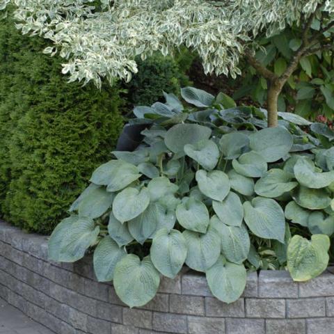 Hosta Elegans, rounded blue green leaves