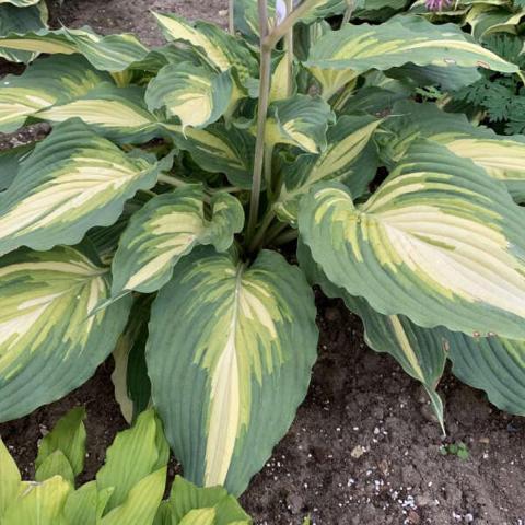 Hosta Love Story, green leaves with narrow cream center