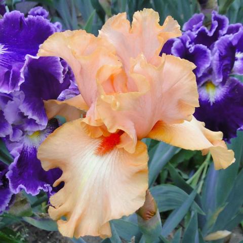 Iris germanica Porcelain Ballet, light orange petals and dark orange beards