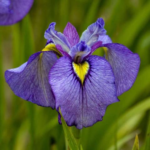 Iris Purple Dragon's Valley, all purple except yellow signals