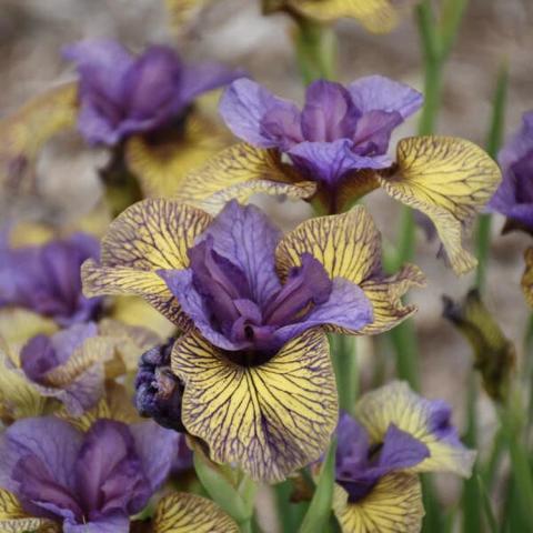 Iris Purring Tiger, purple standards and yellow striated falls