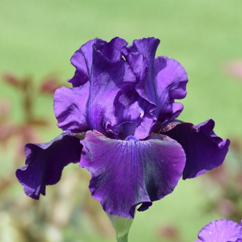 Iris germanica Rosalie Figge, velvety dark purple standards and falls