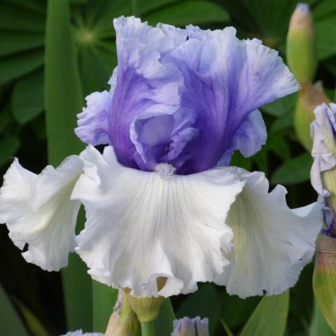 Iris Wintry Sky, purple standards and white falls