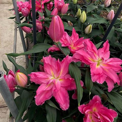 Lilium Aranza, dark pink out-facing lilies