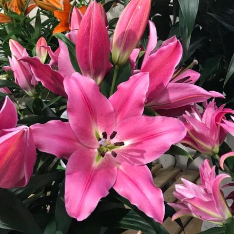 Lilium Bastogne, shiny pink lily