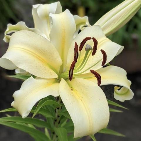 Lilium Bellville, white recurved petals with light yellow centers, brown stamens