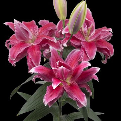 Lilium Doria, dark pink double lily