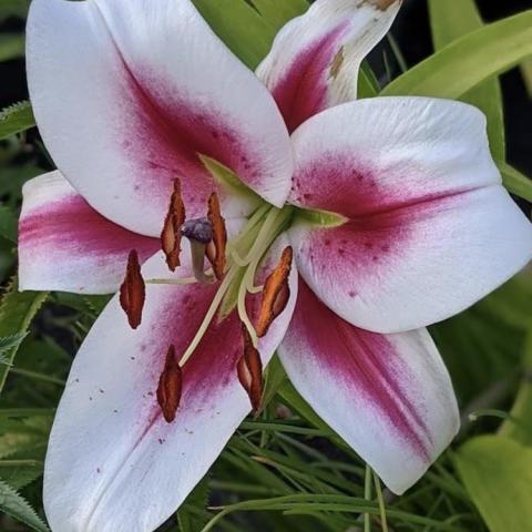 Lilium Gaucho, wide white petals with dark pink centers