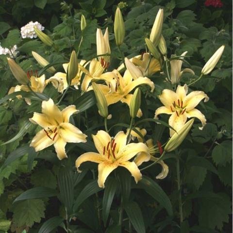 Lilium Gold Fever, up-facing yellow single lily flowers