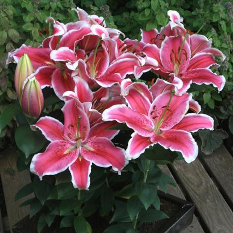 Lilium Little Marble, open pink lilies with white edges
